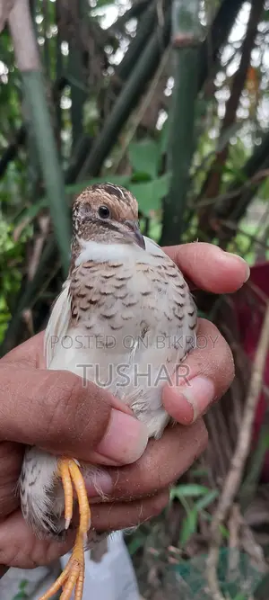 King Quail