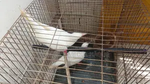 Australian Dove Birds