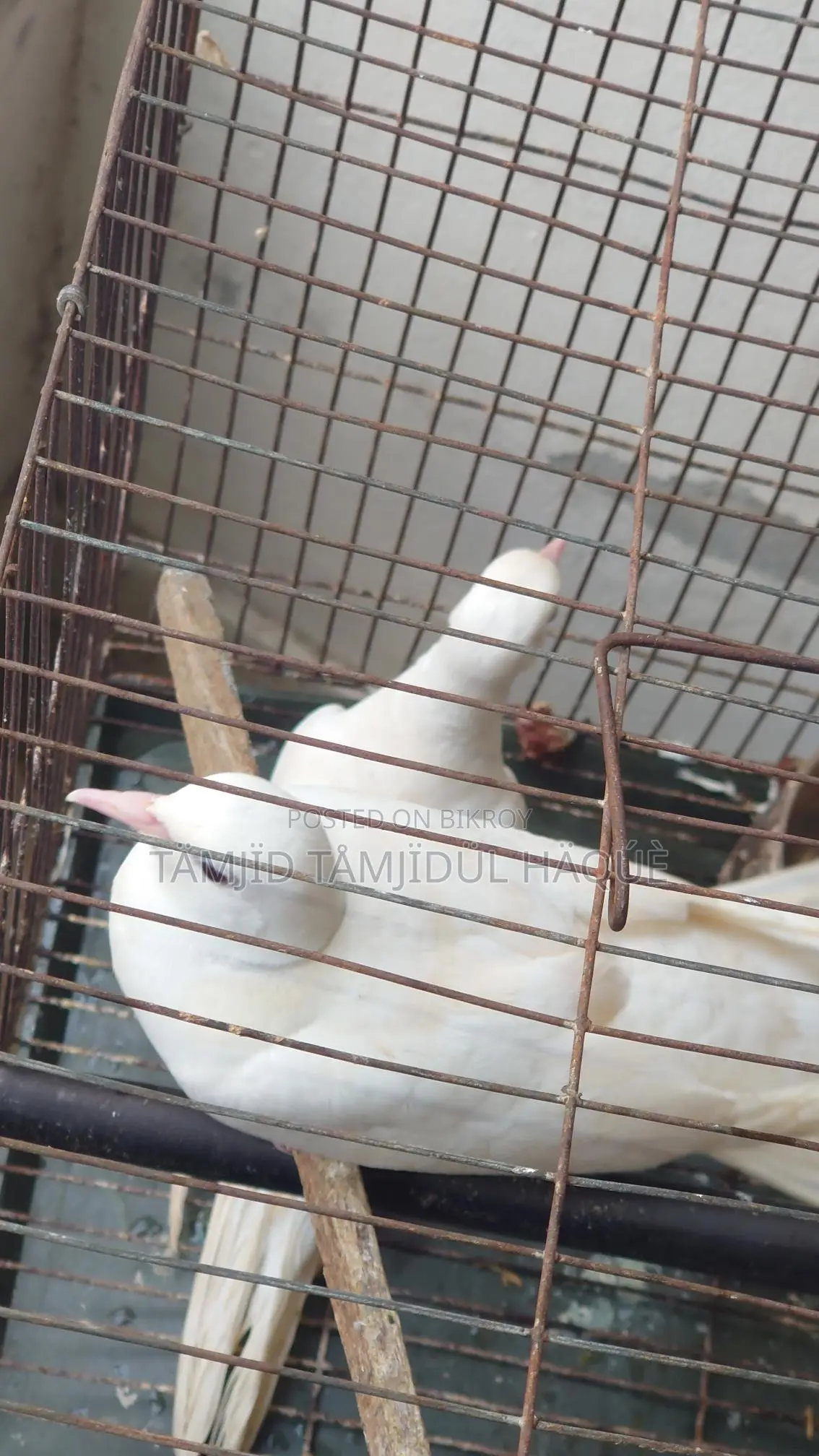 Australian Dove Birds