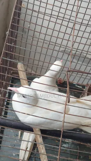 Australian Dove Birds