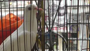 Australian Dove Birds