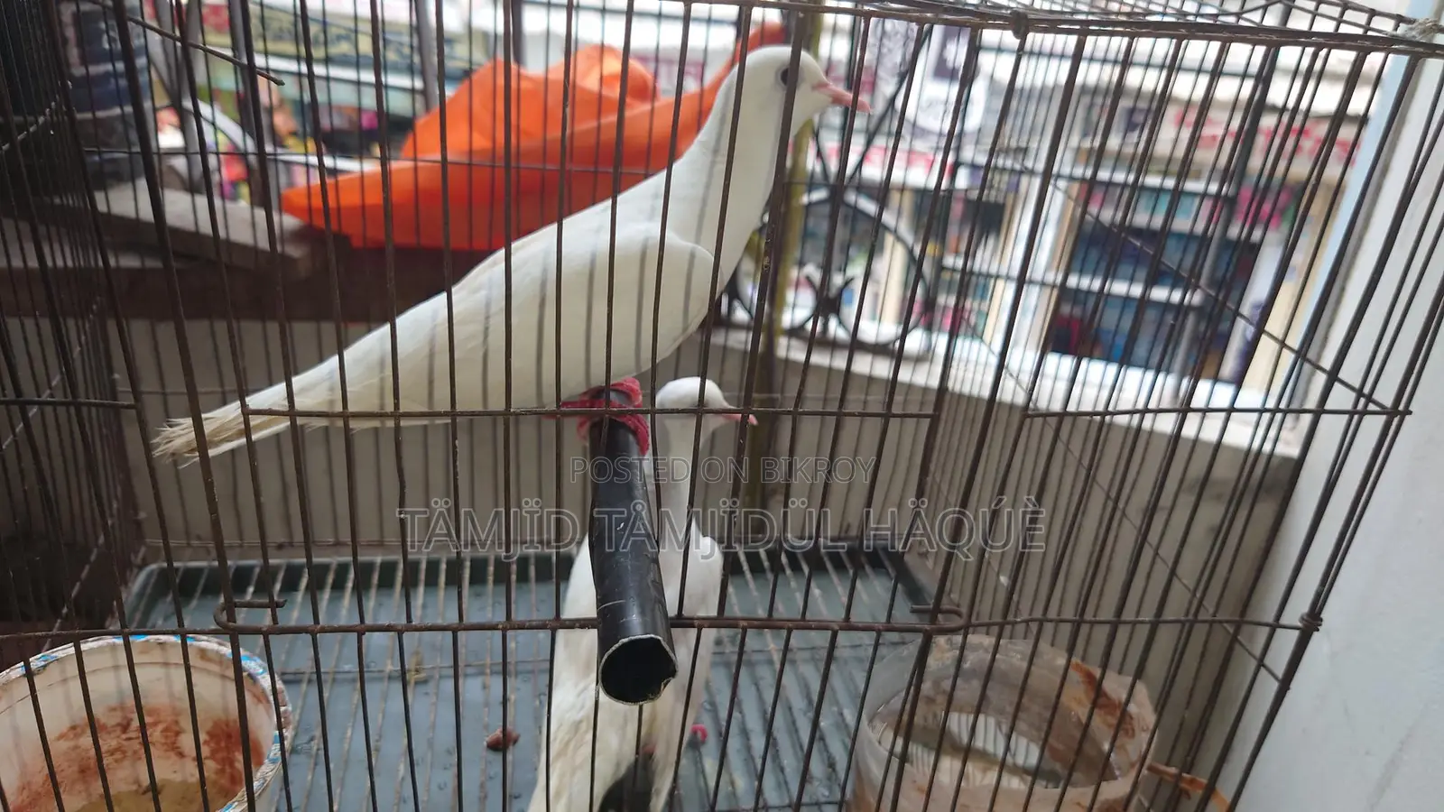 Australian Dove Birds