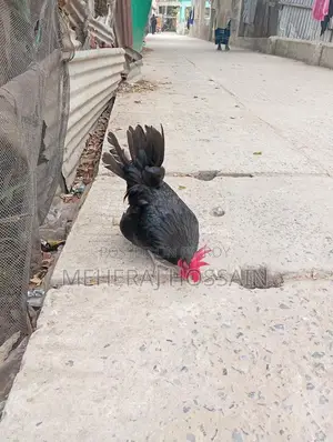 Rooster for Sale
