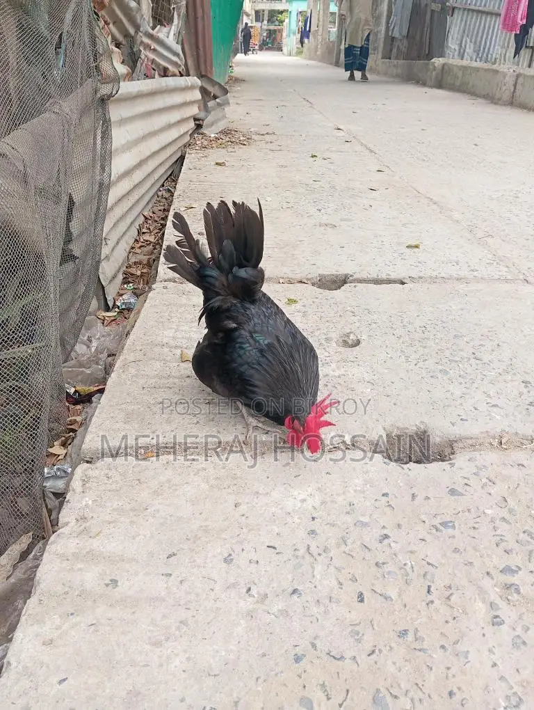 Rooster for Sale