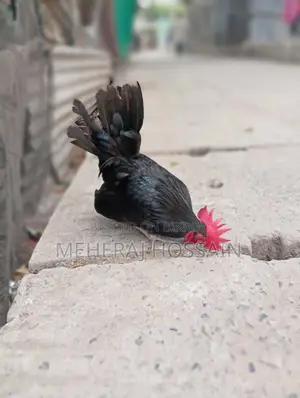 Rooster for Sale