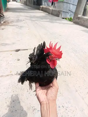 Rooster for Sale