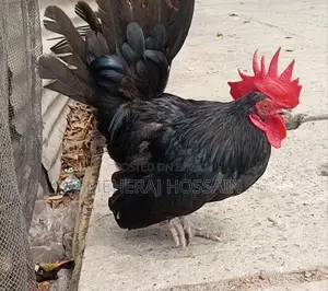 Rooster for Sale