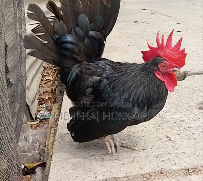 Rooster for Sale