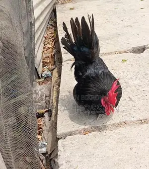 Rooster for Sale