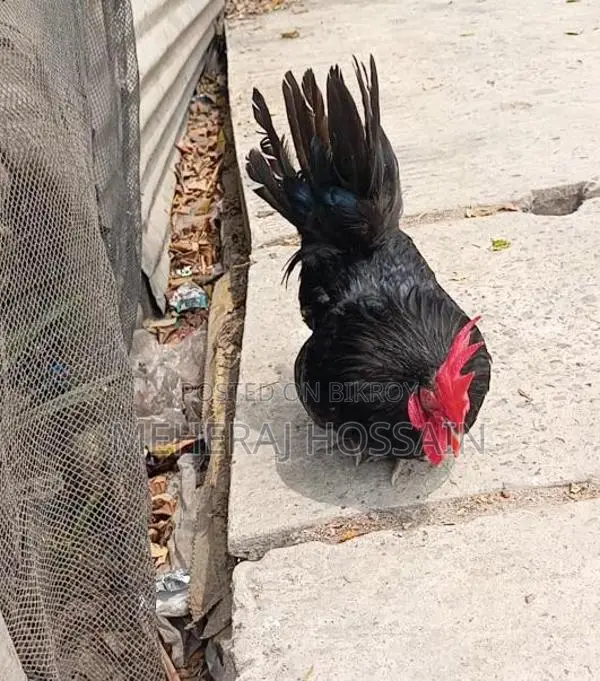 Rooster for Sale
