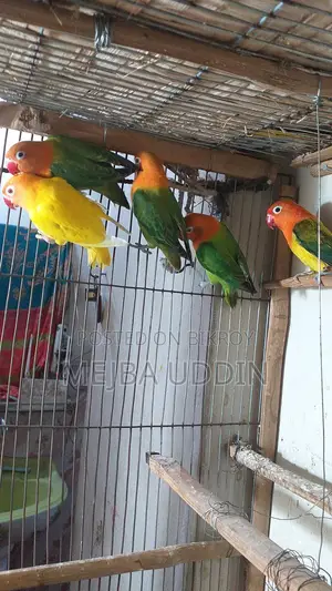 Love Bird