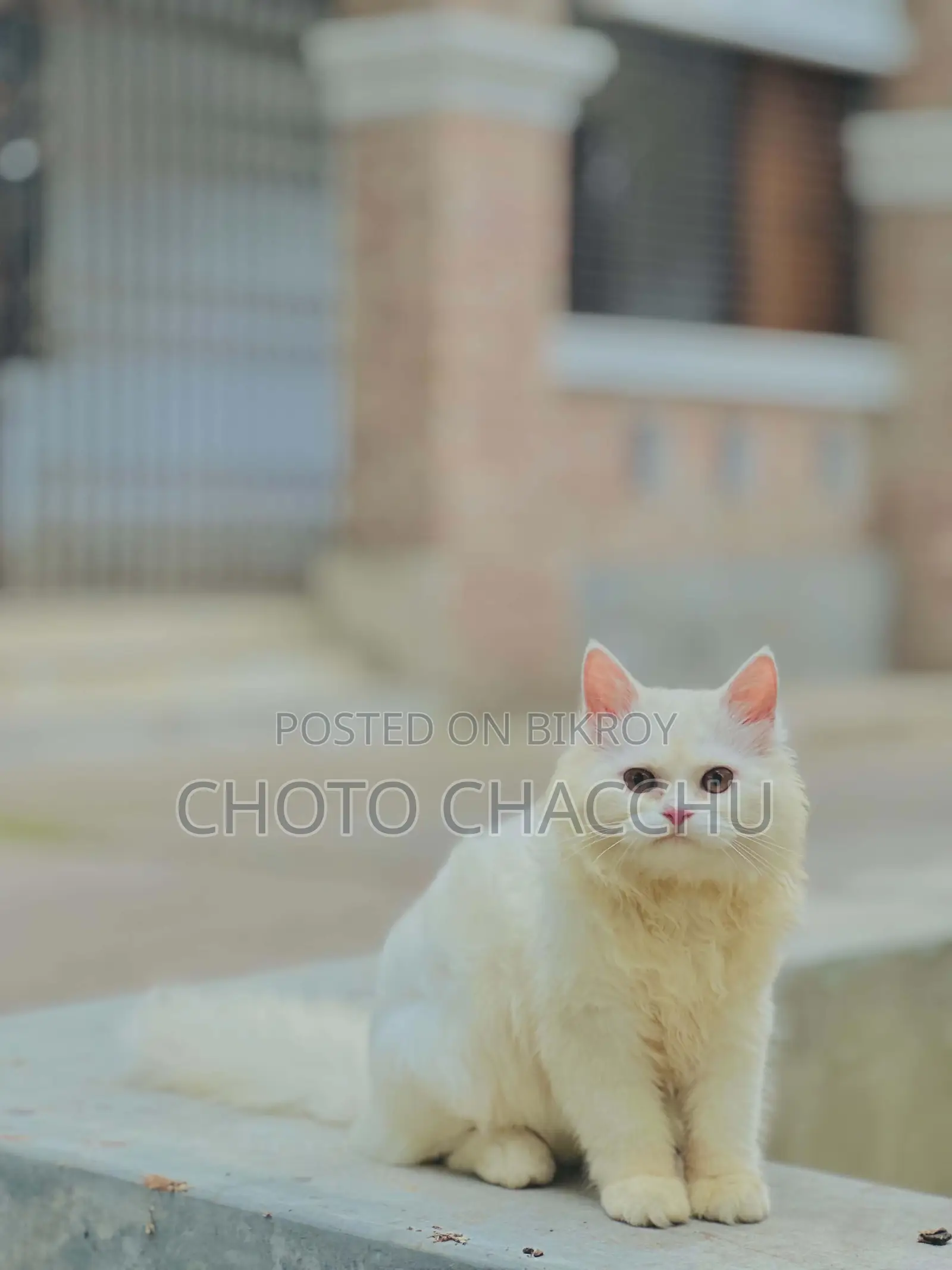 3-6 Months Male Purebred Persian