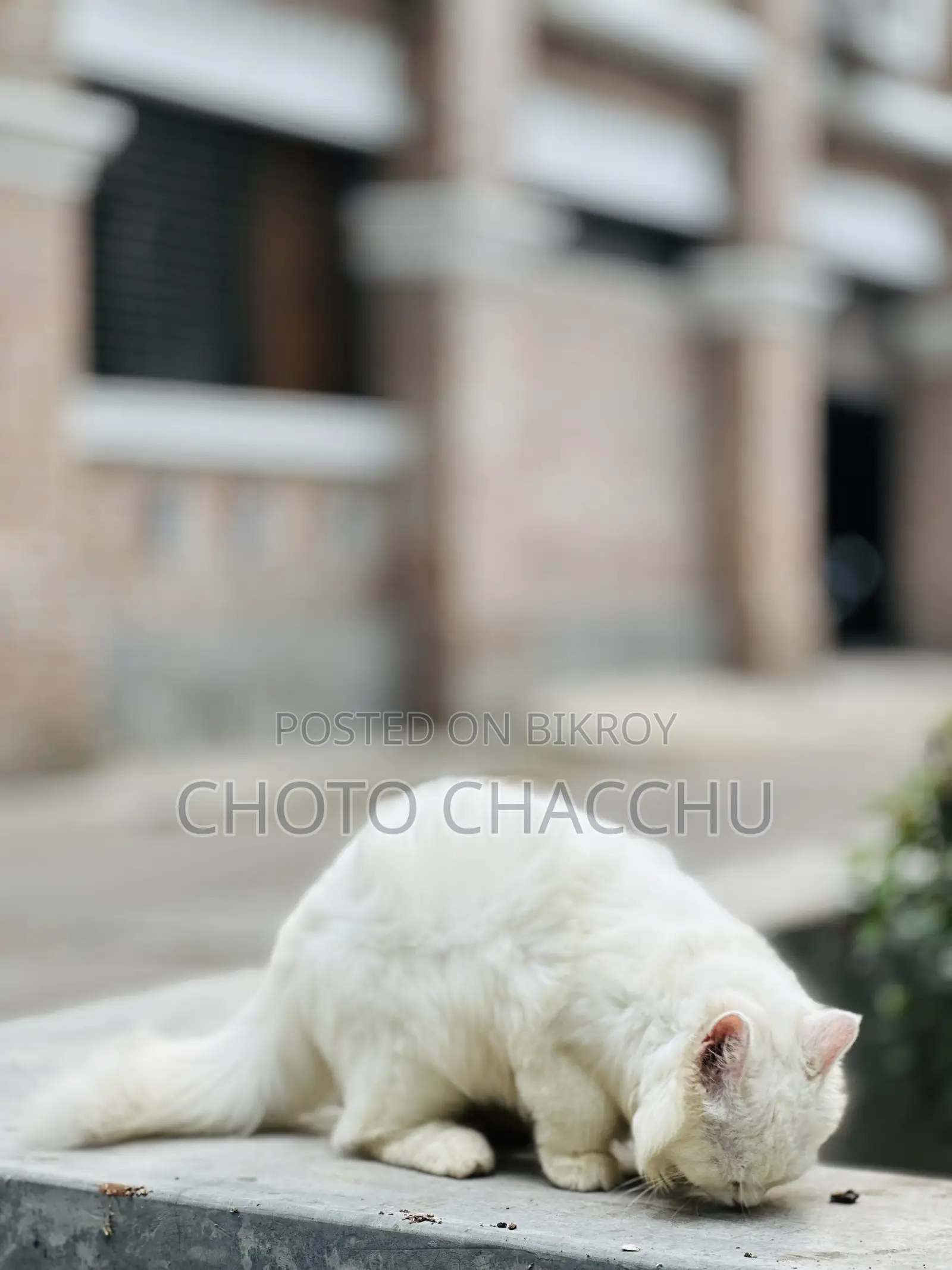 3-6 Months Male Purebred Persian