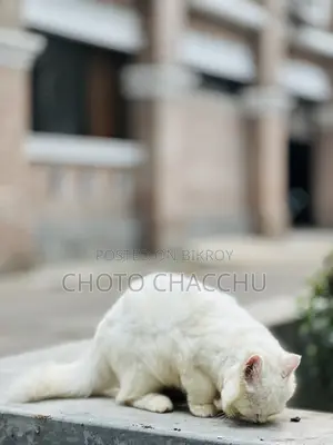 3-6 Months Male Purebred Persian