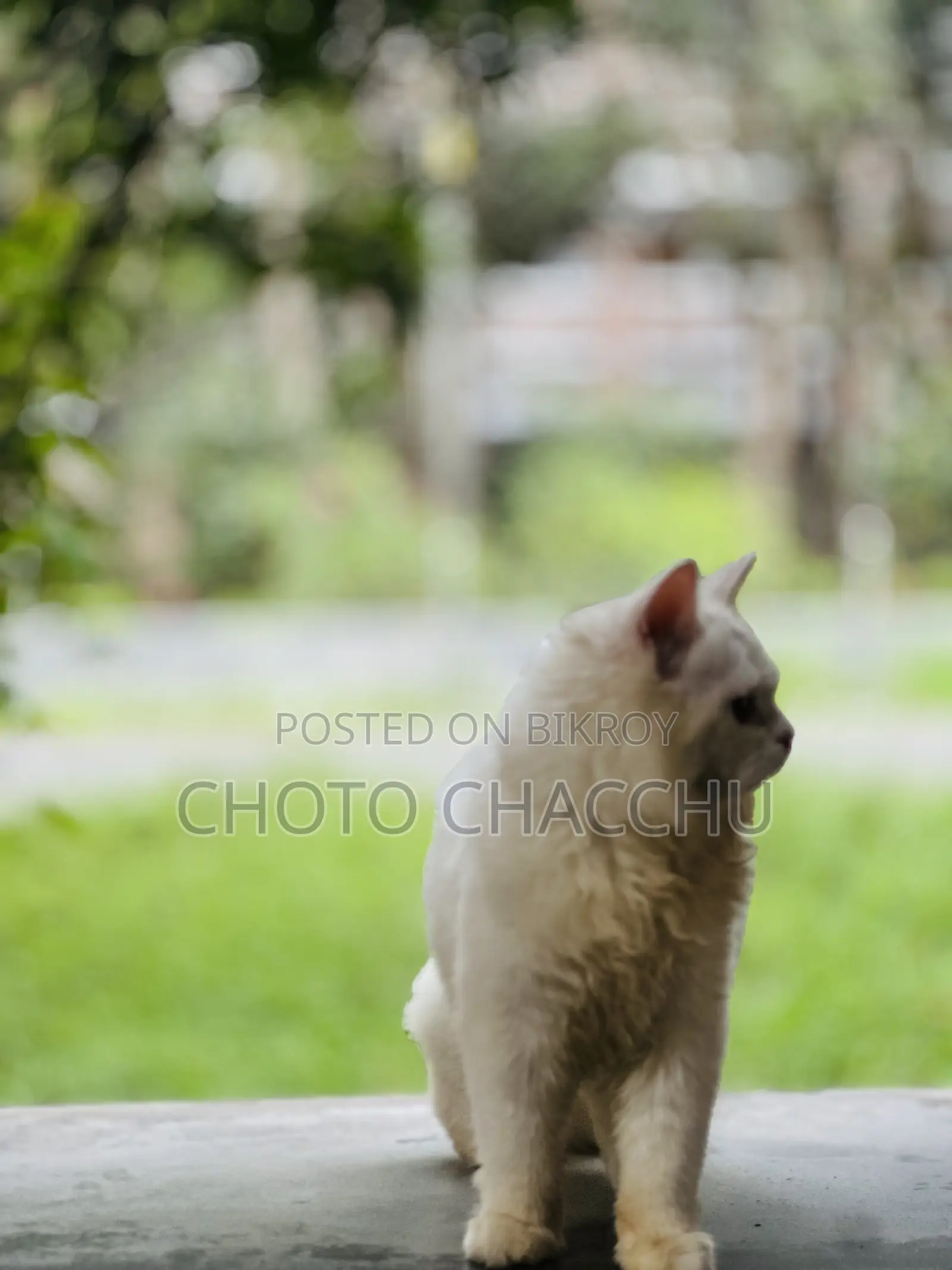 3-6 Months Male Purebred Persian