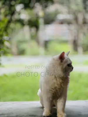 3-6 Months Male Purebred Persian