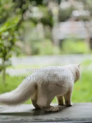 3-6 Months Male Purebred Persian