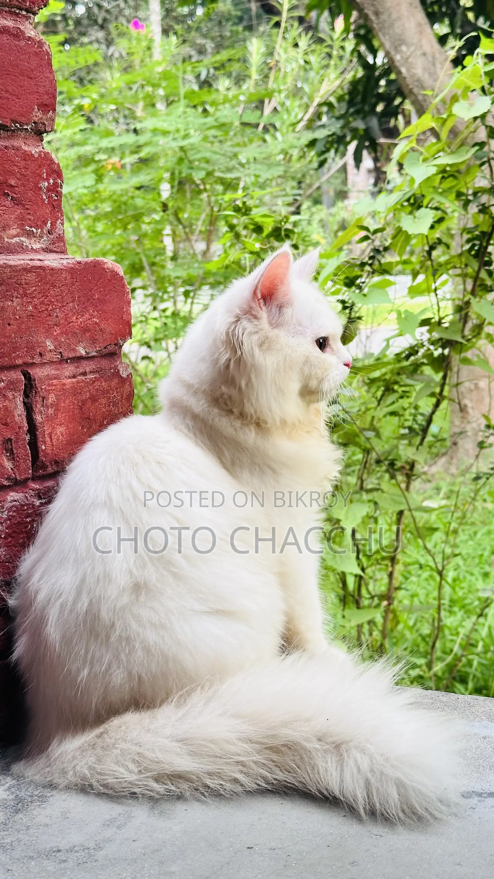 3-6 Months Male Purebred Persian
