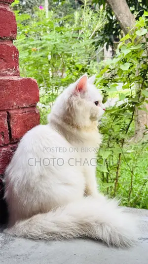 3-6 Months Male Purebred Persian