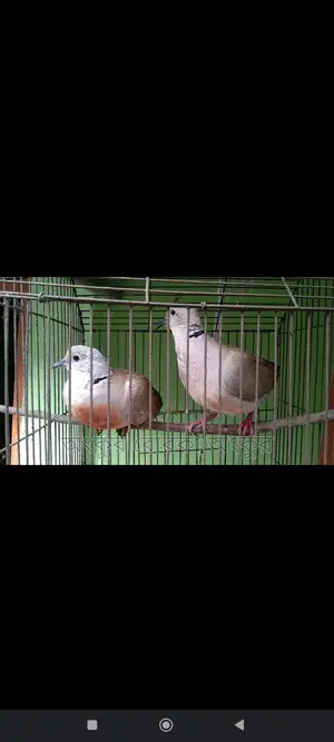 A pair of running doves for sale