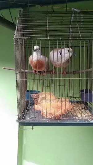 A pair of running doves for sale
