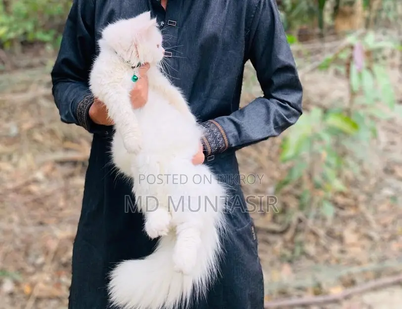 পারসিয়ান ছেলে বিড়াল