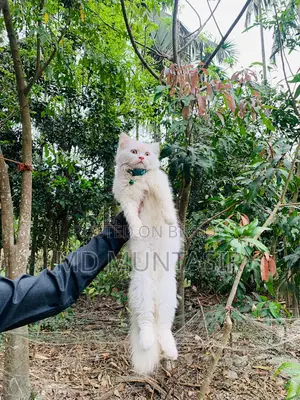 পারসিয়ান ছেলে বিড়াল