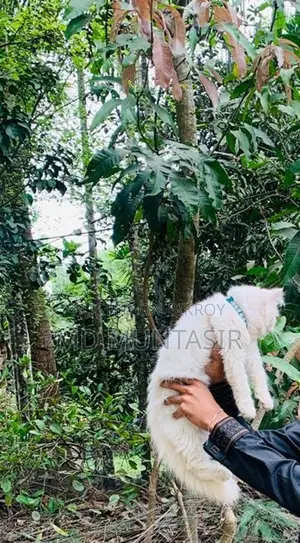 পারসিয়ান ছেলে বিড়াল