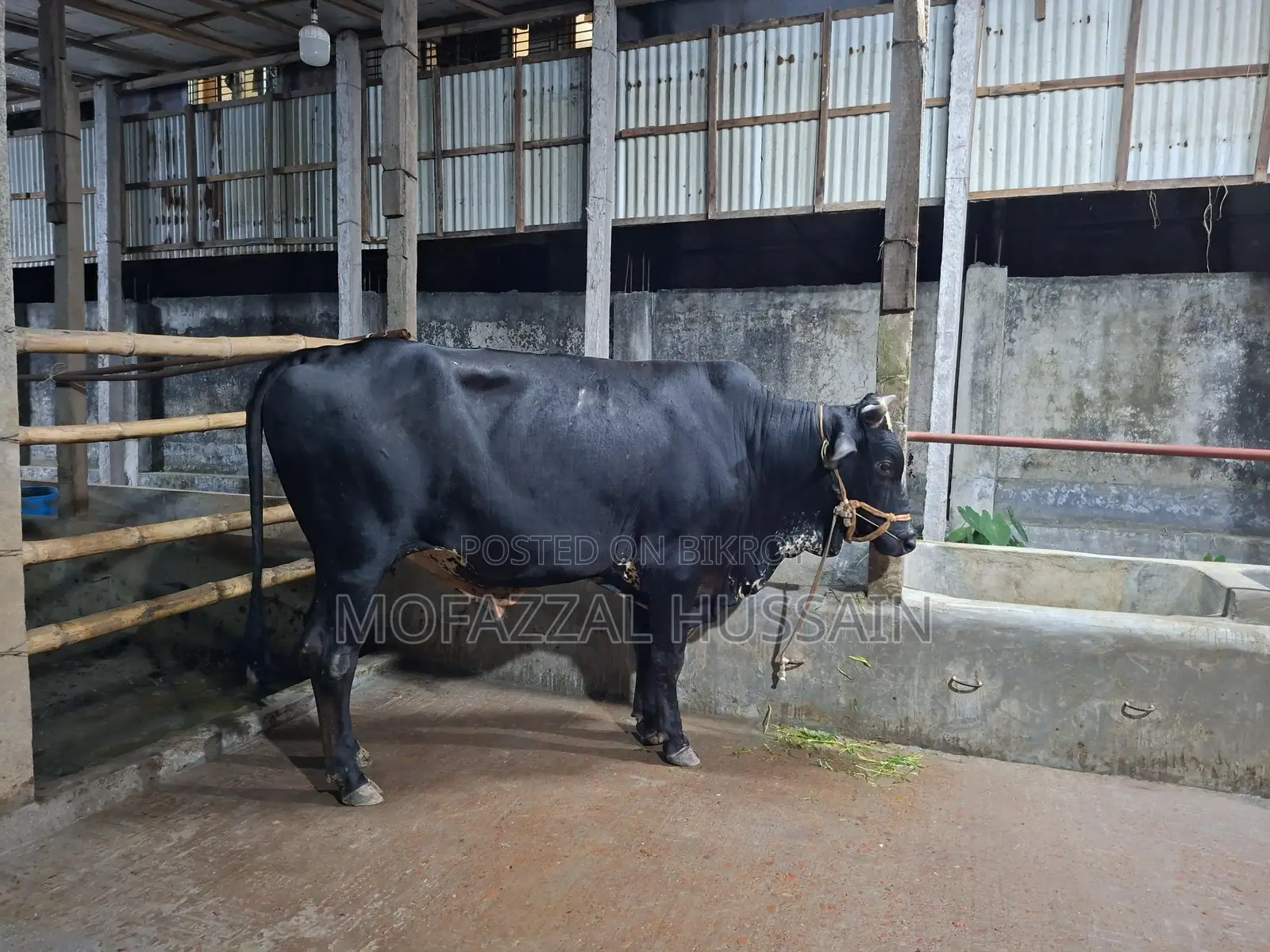 Black Cow