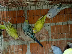 বাজরিকা এডাল্ট পাখি