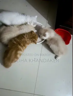 বিদেশি বিড়াল