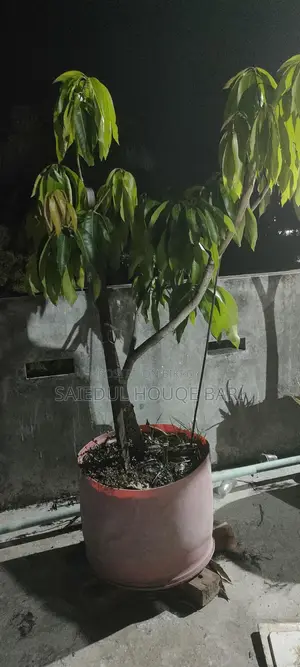 আমেরিকান রেড পাল্মার আম গাছ