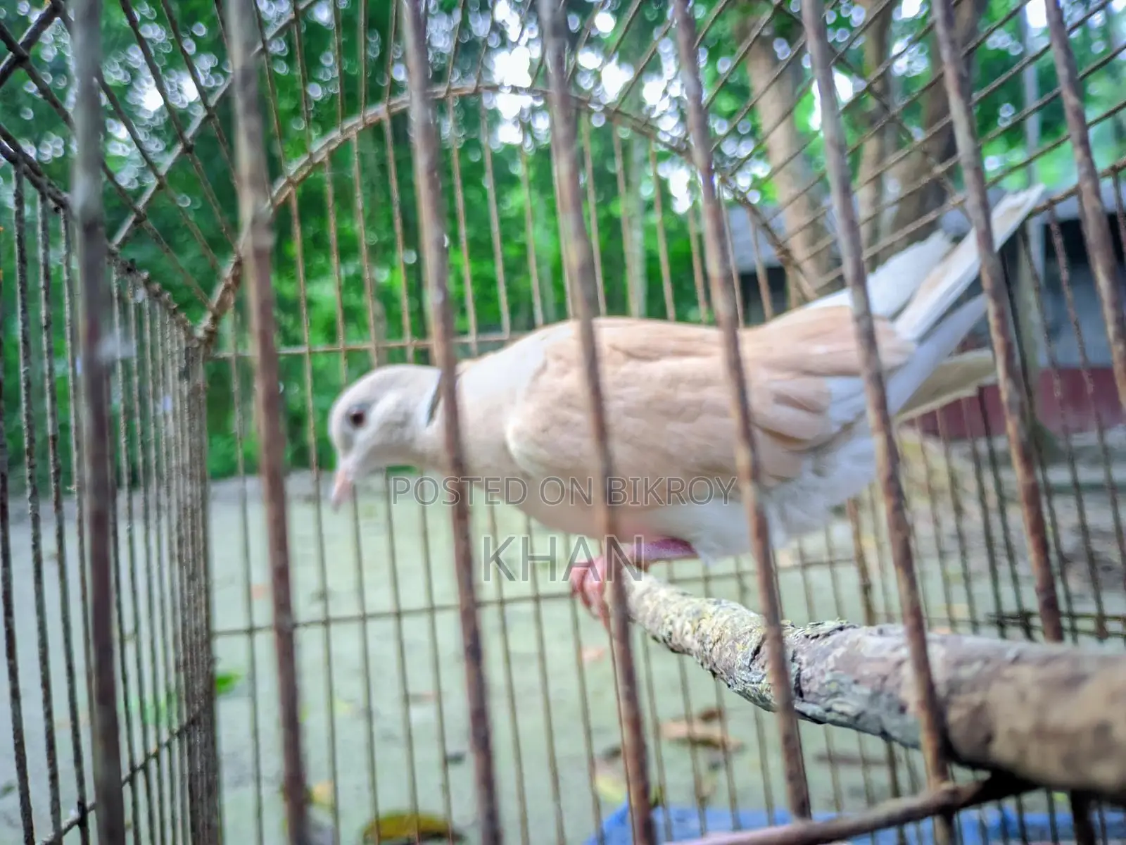 Male Dove