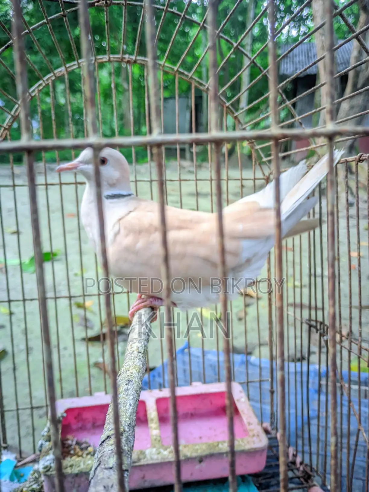 Male Dove