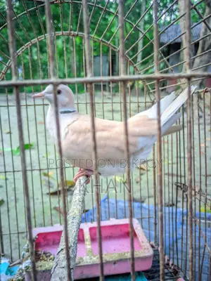 Male Dove