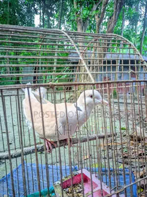 Male Dove