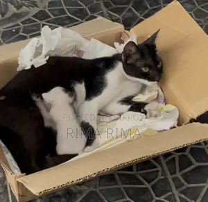 Giving away female cat for adoption