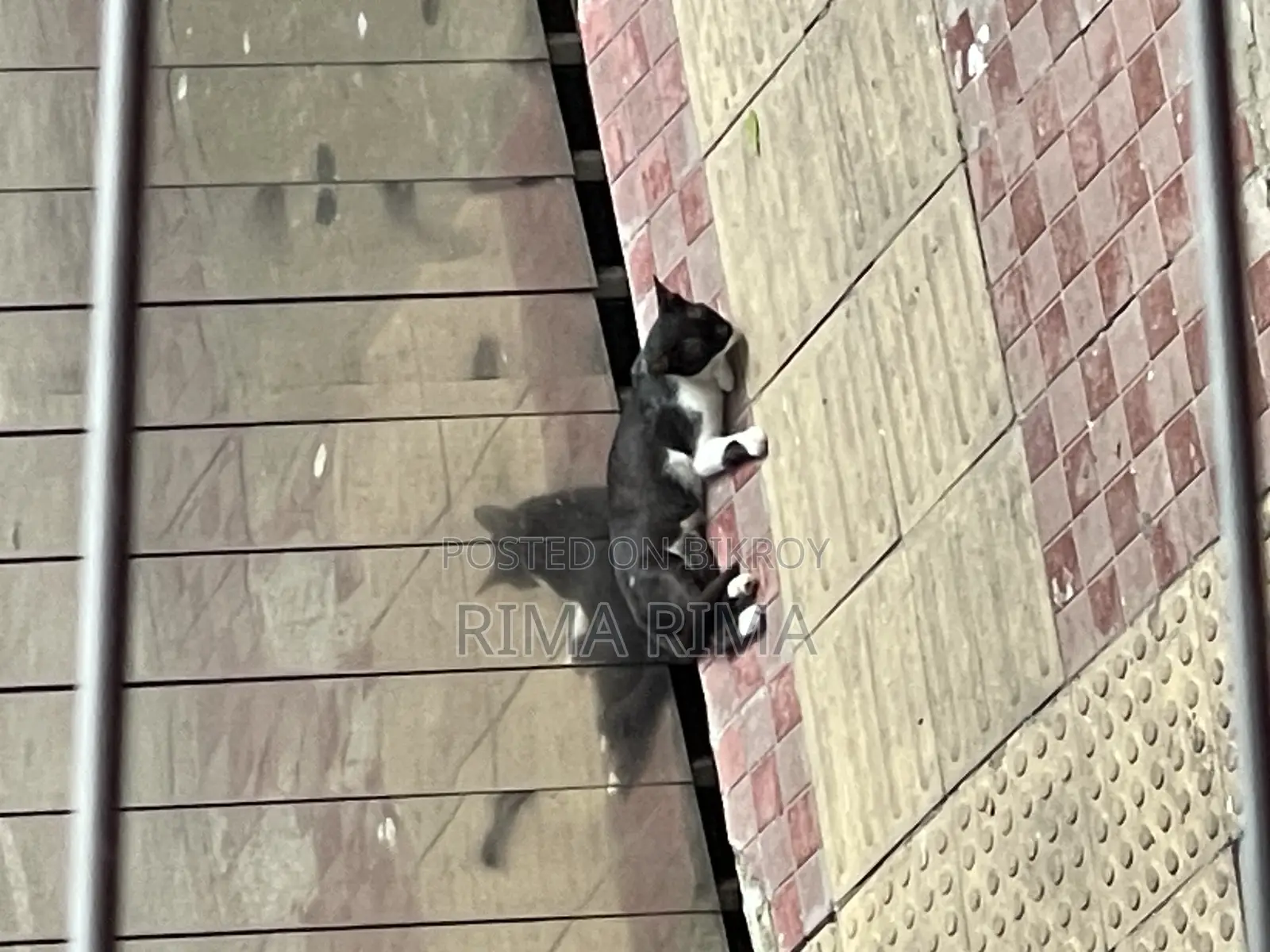 Giving away female cat for adoption