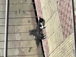 Giving away female cat for adoption