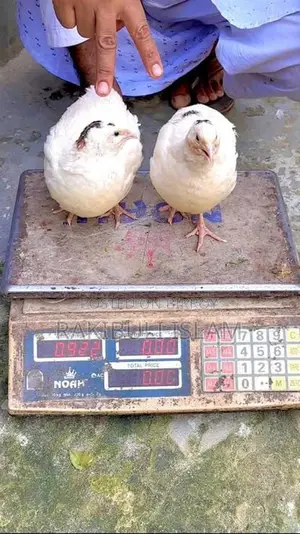 European Quail