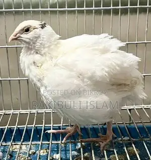 European Quail
