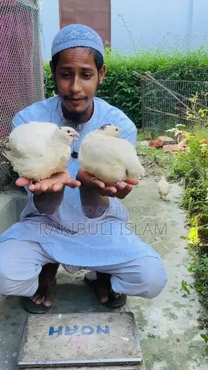 European Quail