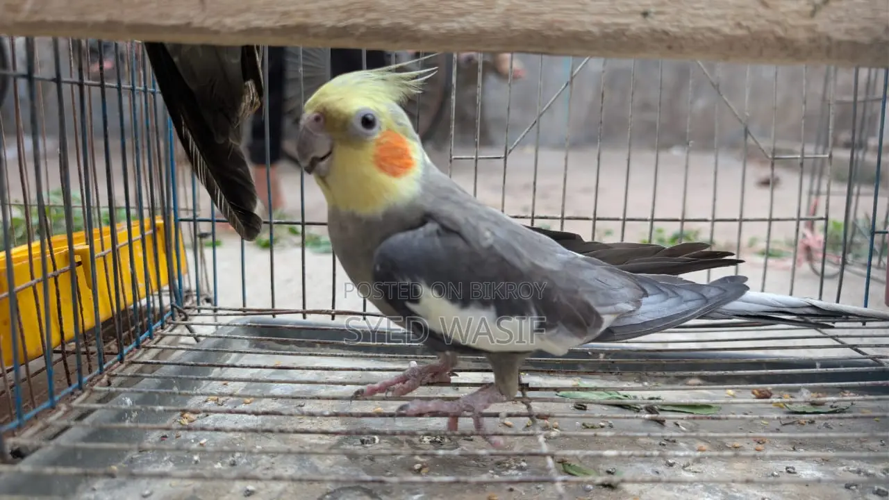 Cockatiel Birds for Sale (All Proven Breeders)