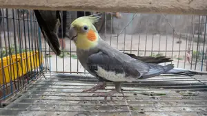 Cockatiel Birds for Sale (All Proven Breeders)