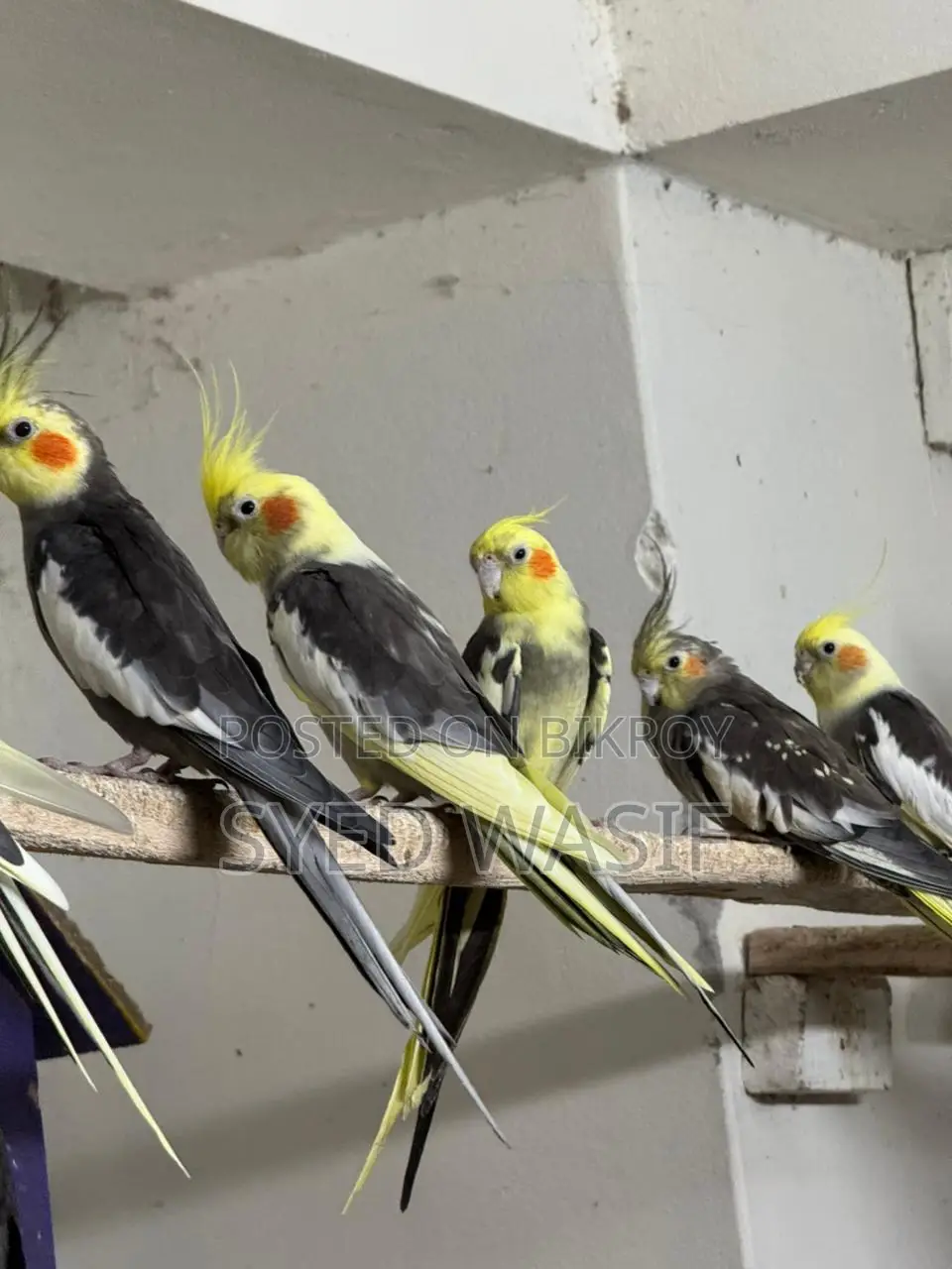 Cockatiel Birds for Sale (All Proven Breeders)