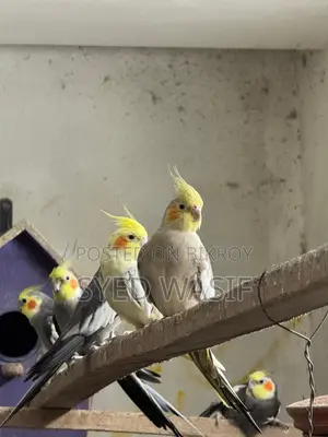 Cockatiel Birds for Sale (All Proven Breeders)