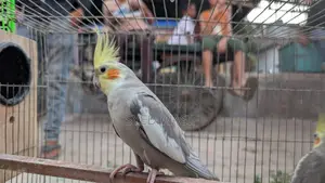 Cockatiel Birds for Sale (All Proven Breeders)
