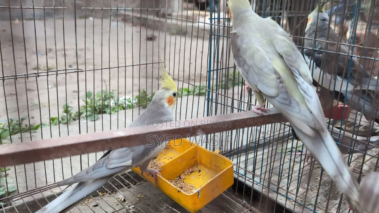 Cockatiel Birds for Sale (All Proven Breeders)