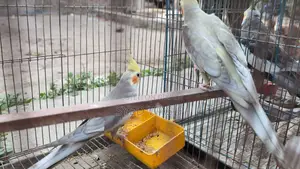 Cockatiel Birds for Sale (All Proven Breeders)