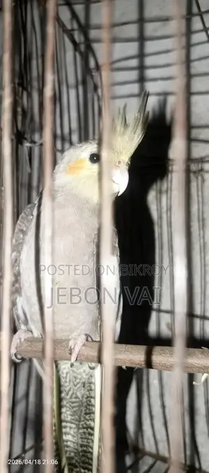 Cockatiel Bird